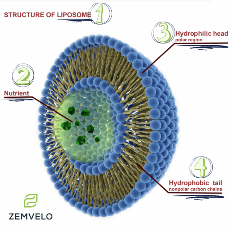 Liposomal Delivery Infographic